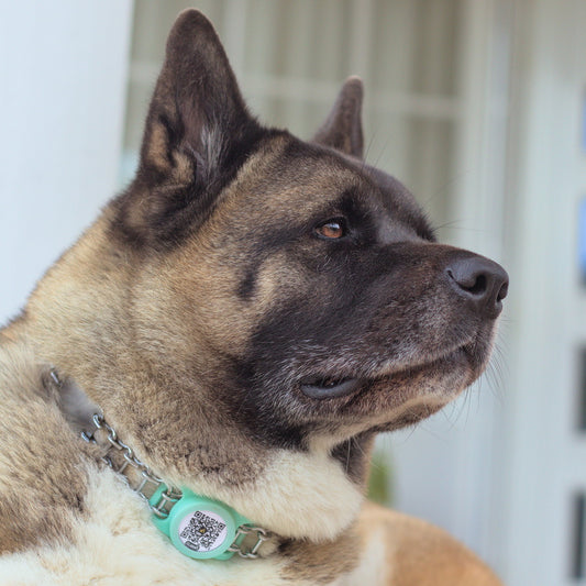 Clabki Tag para perros grandes o medianos