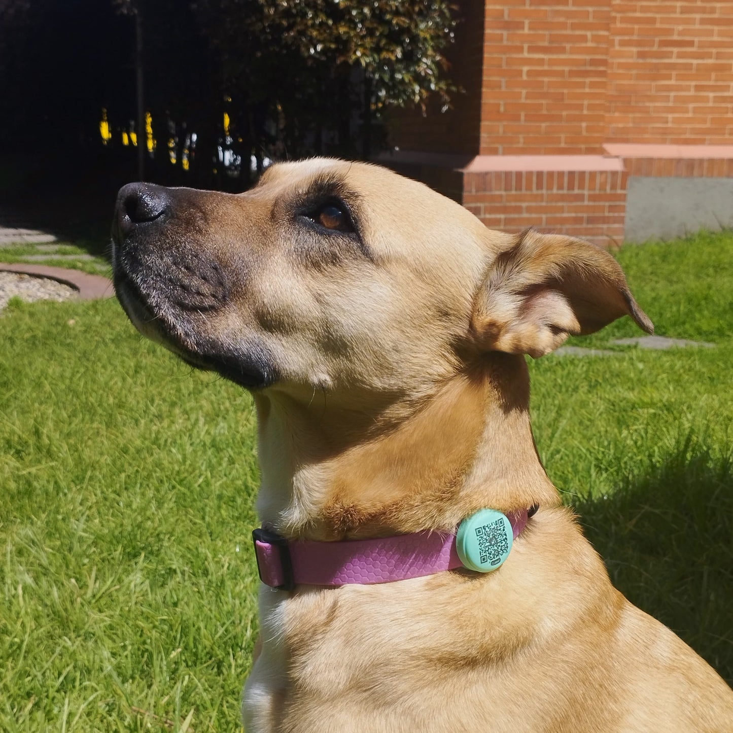 Clabki Tag para perros medianos