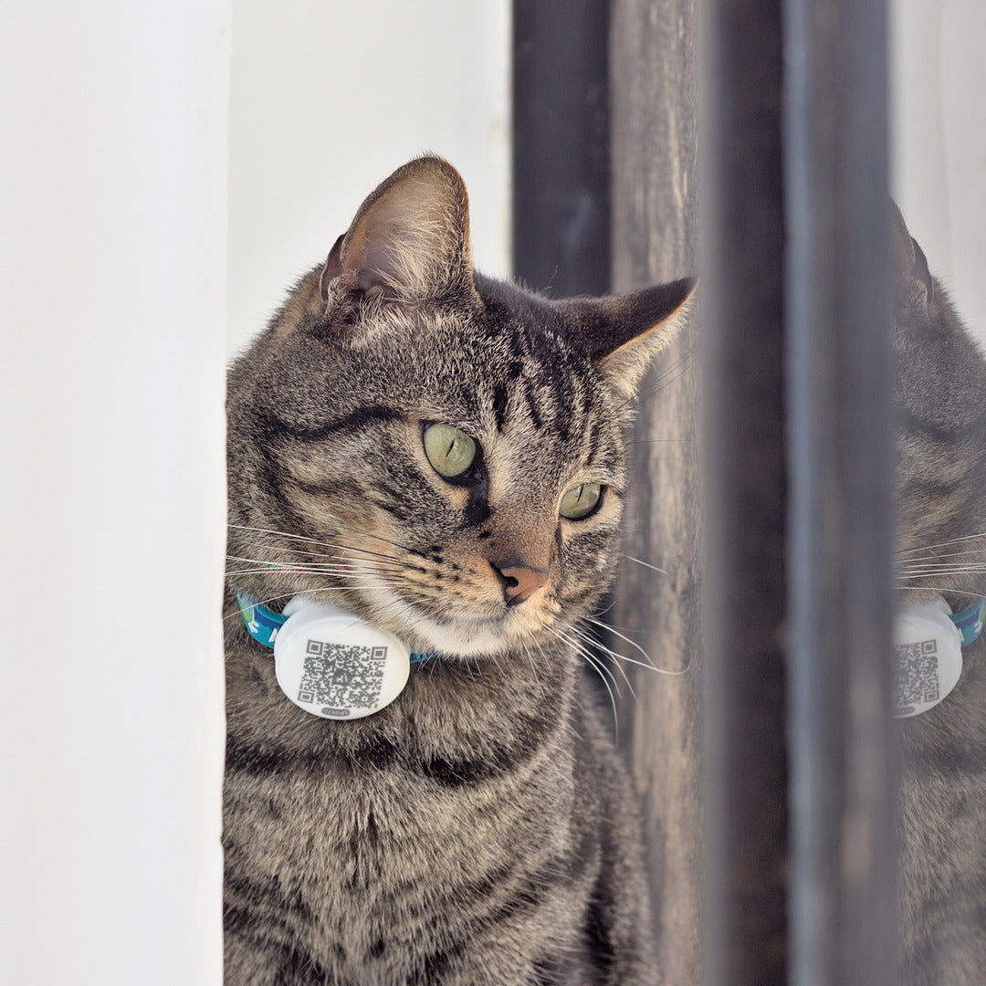 Clabki Tag para gatos y perros pequeños