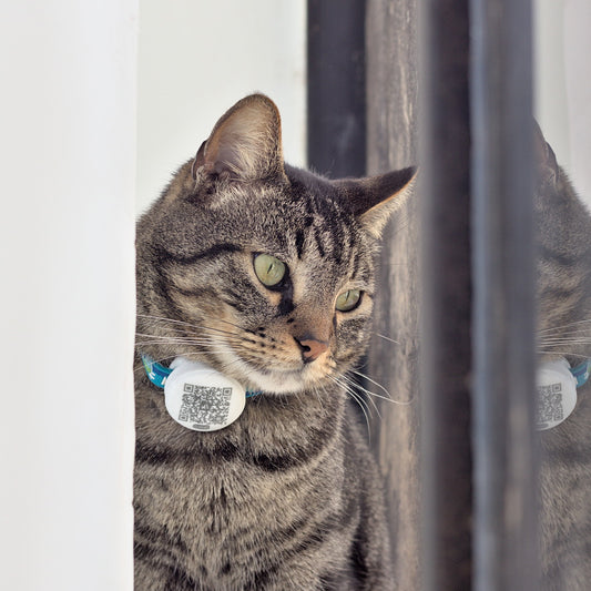 Clabki Tag para gatos y perros pequeños